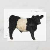 Galloway Steer Cutout Briefkaart (Voorkant / Achterkant)