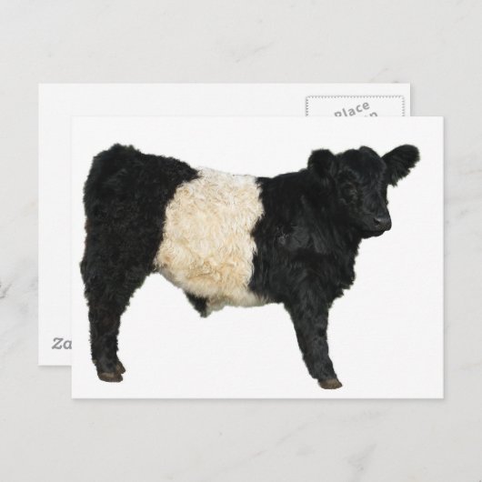 Galloway Steer Cutout Briefkaart (Voorkant / Achterkant)