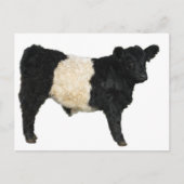 Galloway Steer Cutout Briefkaart (Voorkant)