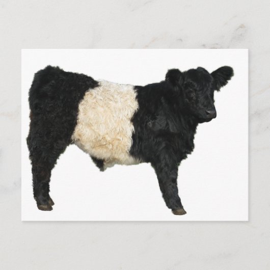 Galloway Steer Cutout Briefkaart (Voorkant)