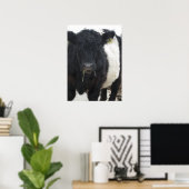 Galloway Steer Eating Hay Poster (Thuiskantoor)