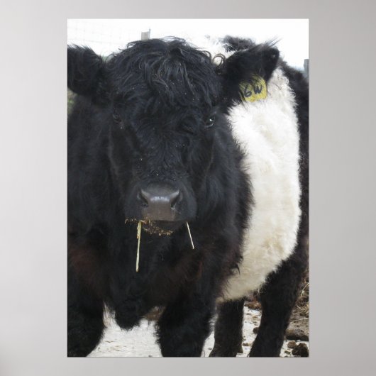 Galloway Steer Eating Hay Poster (Voorkant)