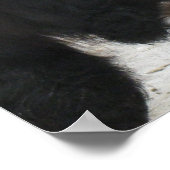 Galloway Steer Eating Hay Poster (Hoek)