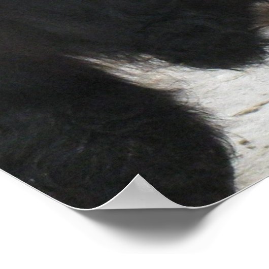 Galloway Steer Eating Hay Poster (Hoek)