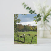 Galloways Briefkaart (Staand voorkant)