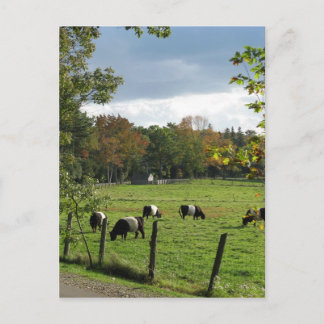 Galloways Briefkaart