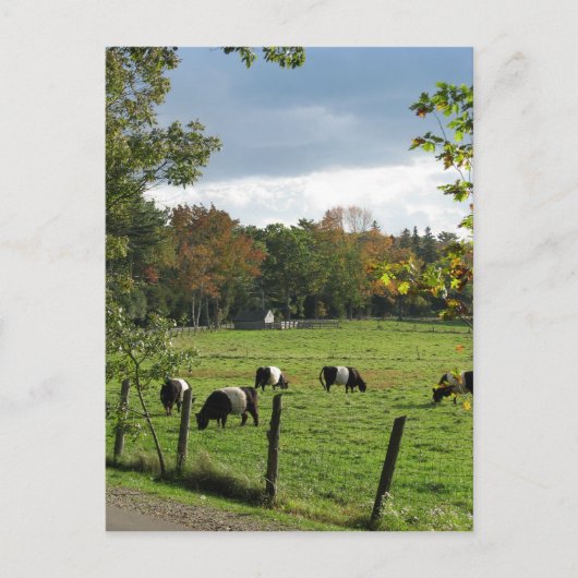 Galloways Briefkaart (Voorkant)