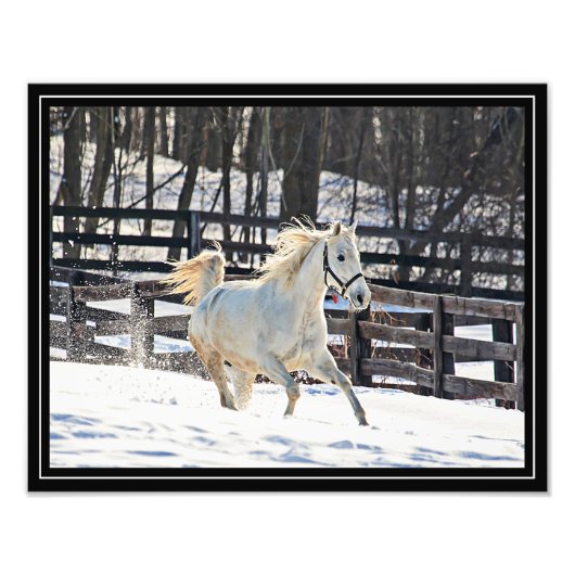 Galopperend Wit Paard Foto Afdruk (Voorkant)
