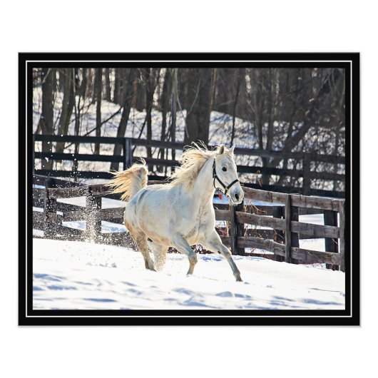 Galopperend Wit Paard Foto Afdruk (Voorkant)
