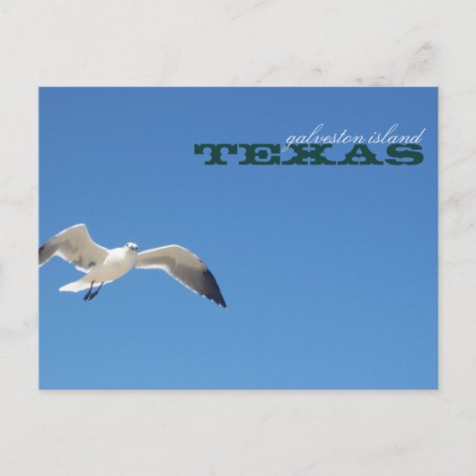 Galveston Island Texas Seagull Travel Briefkaart (Voorkant)