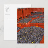 Gamay-druiven net binnen van de oogst bij de briefkaart (Voorkant / Achterkant)