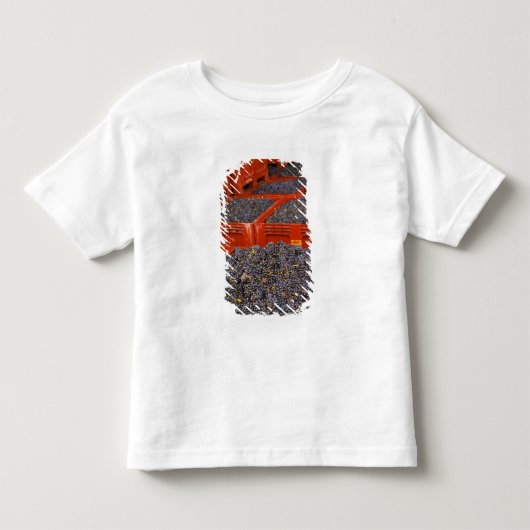 Gamay-druiven net binnen van de oogst bij de kinder shirts (Voorkant)