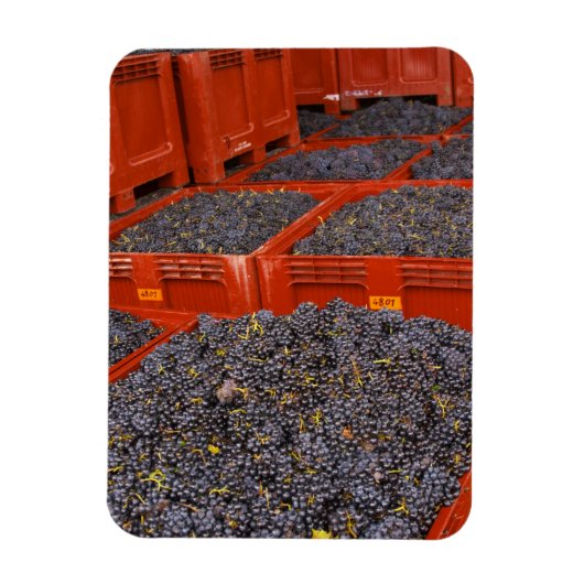 Gamay-druiven net binnen van de oogst bij de magneet (Verticaal)