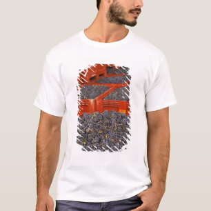 Gamay-druiven net binnen van de oogst bij de t-shirt