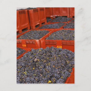 Gamay druiven net in de oogst bij briefkaart