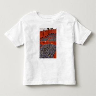 Gamay druiven net in de oogst bij kinder shirts