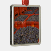 Gamay druiven net in de oogst bij metalen ornament (Rechts)