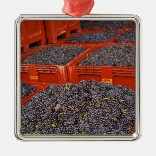 Gamay druiven net in de oogst bij metalen ornament (Voorkant)