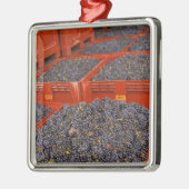 Gamay druiven net in de oogst bij metalen ornament (Links)