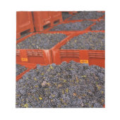 Gamay druiven net in de oogst bij notitieblok (Voorkant)