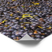 Gamay druiven net in de oogst bij poster (Hoek)