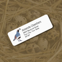 Gambels Kwartel Vogel Illustratie