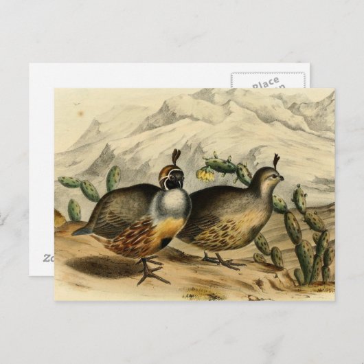 Gambels Partridge Briefkaart (Voorkant / Achterkant)