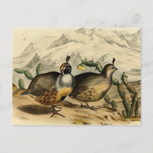 Gambels Partridge Briefkaart (Voorkant)