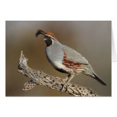 Gambels Quail (Voorkant Horizontaal)