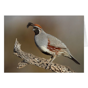 Gambels Quail