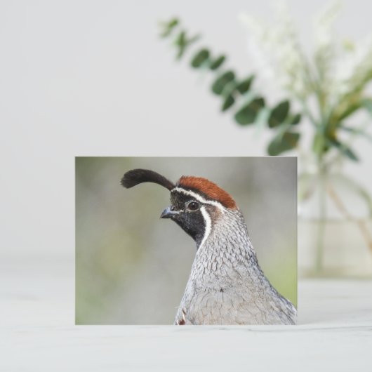 Gambels Quail Briefkaart (Staand voorkant)