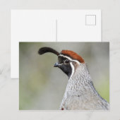 Gambels Quail Briefkaart (Voorkant / Achterkant)