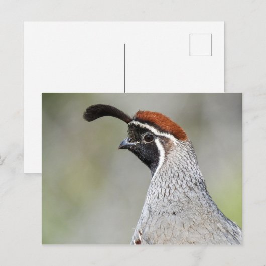 Gambels Quail Briefkaart (Voorkant / Achterkant)