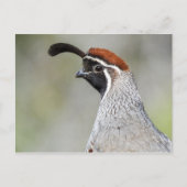 Gambels Quail Briefkaart (Voorkant)