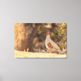 Gambels Quail Canvas Afdruk