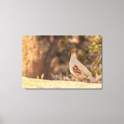 Gambels Quail Canvas Afdruk (Voorkant)