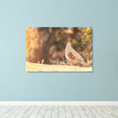 Gambels Quail Canvas Afdruk (Insitu (Houten vloer))