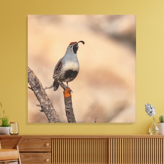Gambels Quail Canvas Afdruk (Insitu (Woonkamer))