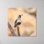 Gambels Quail Canvas Afdruk (Voorkant)