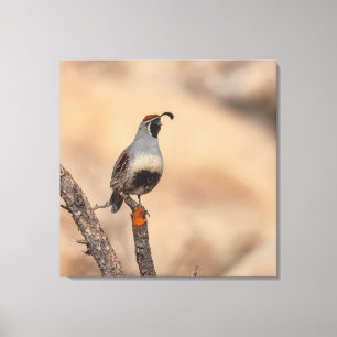 Gambels Quail Canvas Afdruk
