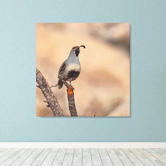 Gambels Quail Canvas Afdruk (Insitu (Houten vloer))