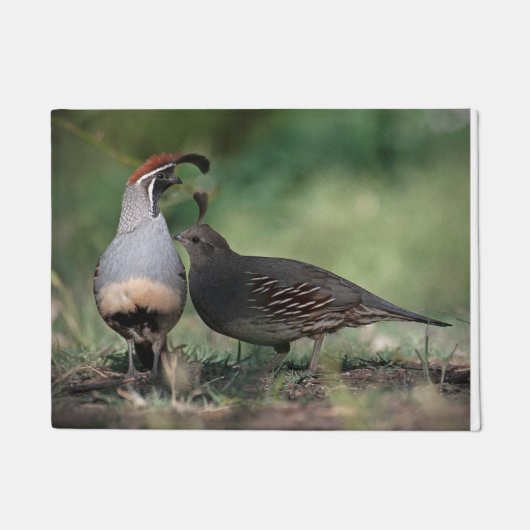 Gambels Quail Deurklep Deurmat (Voorkant)
