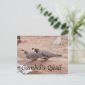 Gambels Quail die een drink neemt Briefkaart (Staand voorkant)