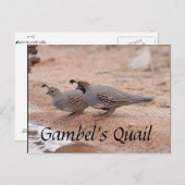 Gambels Quail die een drink neemt Briefkaart (Voorkant / Achterkant)