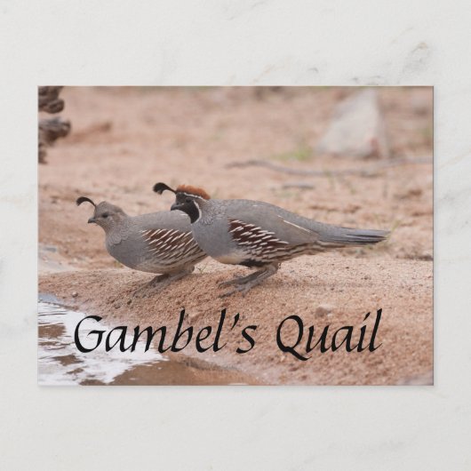 Gambels Quail die een drink neemt Briefkaart (Voorkant)