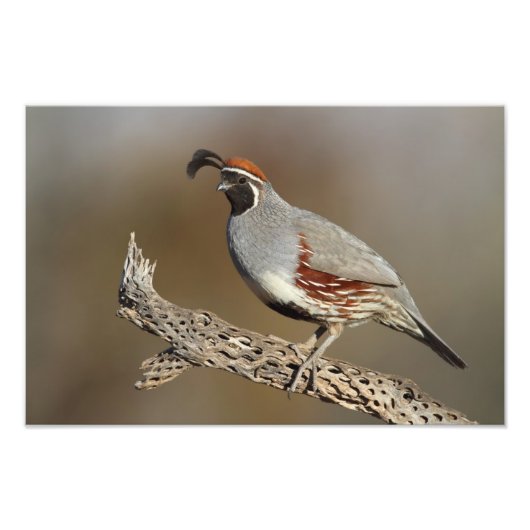 Gambels Quail Foto Afdruk (Voorkant)