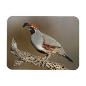 Gambels Quail Magneet (Horizontaal)