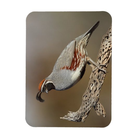 Gambels Quail Magneet (Verticaal)