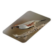 Gambels Quail Magneet (Linkerzijde)