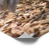 Gambels Quail met griet Poster (Hoek)